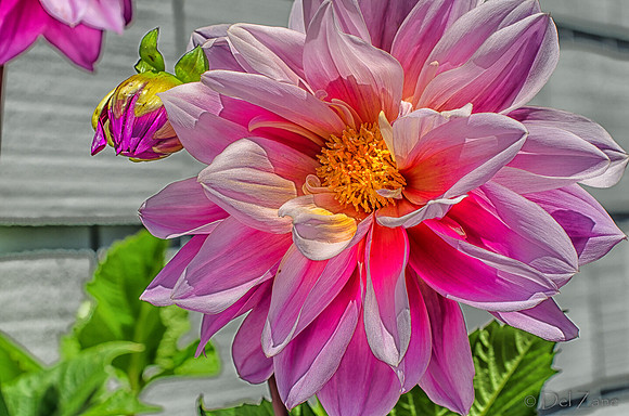 07-13 Dahlias Etc--12