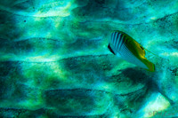 01-18 Makena Underwater TIFFs--3