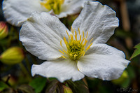 04-28 Macro 36mm 28-300mm D600 Flowers--2