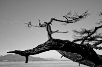 _DSC4170