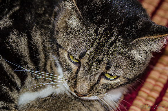 Cats on Parade-8