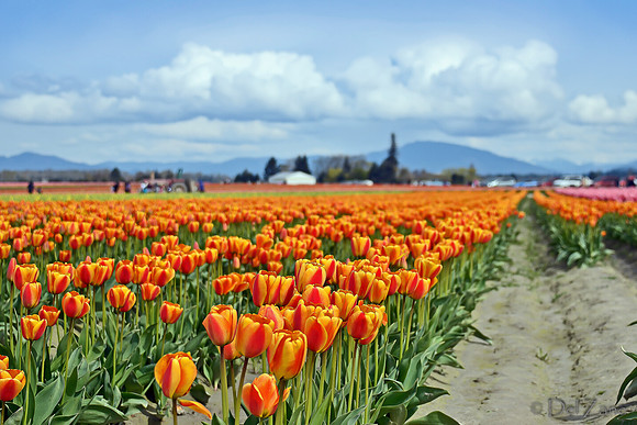 04-02 Tulip Town Redux TIFFs-2-31