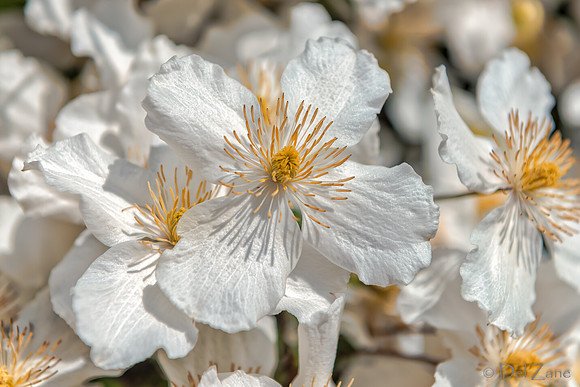 05-03 Clematis TIFFs--4
