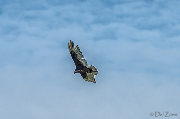 Soaring-2