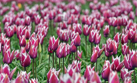 04-02 Tulip Town Redux TIFFs-2-23