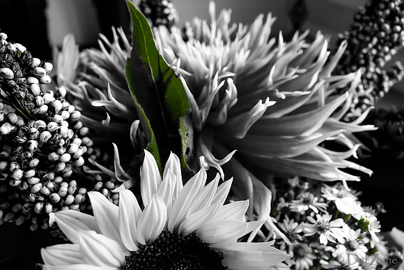 09-19 Colorized Bouquet Bokeh-0307