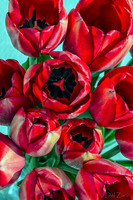 Sunshine Tulips--8