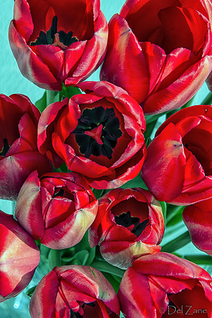 Sunshine Tulips--8