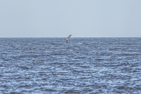 01-28 Whales TIFFS--58