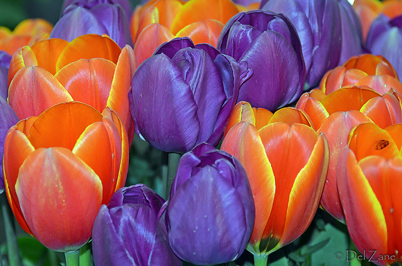 04-02 Tulip Town Redux TIFFs-2-17