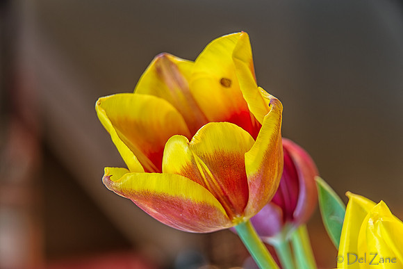 04-28 Macro 36mm 28-300mm D600 Flowers--17