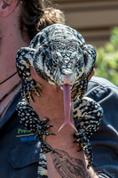 07-20 Gila Monster--10