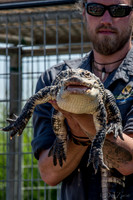 07-20 Alligator-