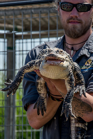 07-20 Alligator-