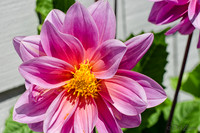 07-13 Dahlias Etc--3
