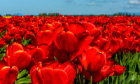 04-08 Tulips and Kites TIFFs--4a