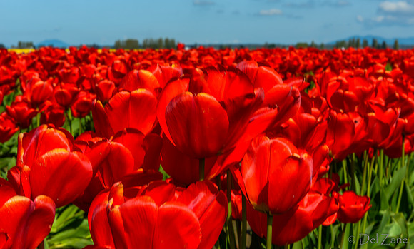 04-08 Tulips and Kites TIFFs--4a