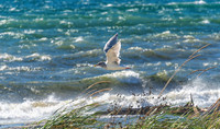 10-19 Burrows Bay Seagulls--10