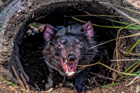 Bonorong Animals--17