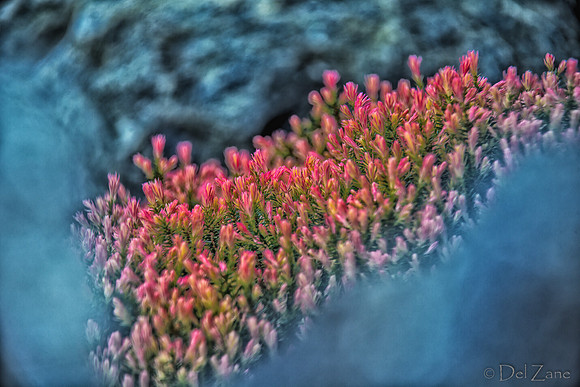 04-28 Macro 36mm 28-300mm D600 Flowers-7