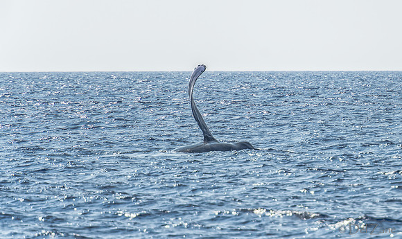 01-28 Whales TIFFS--61