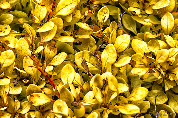 04-28 Macro 36mm 28-300mm D600 Flowers--12