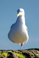 03-24 HamBone Seagull-5