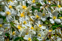 05-20 Clematis & Rhododendron TIFFs--7