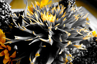 09-19 Colorized Bouquet Bokeh-0310