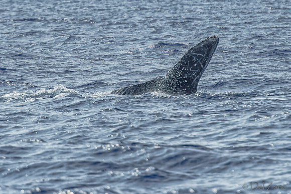 01-28 Whales TIFFS--46