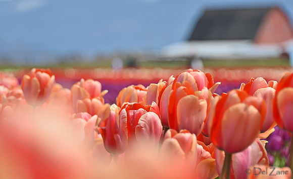 04-02 Tulip Town Redux TIFFs-2-30