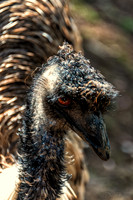 Bonorong Animals--8