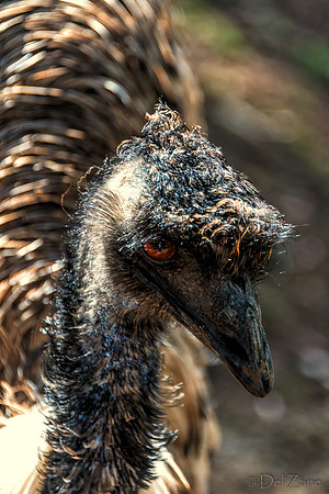 Bonorong Animals--8