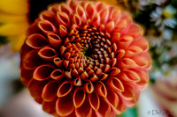 09-21 Bouquet Bokeh--2