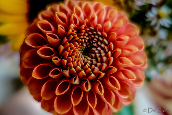 09-21 Bouquet Bokeh--2