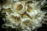 Early Garden Bloomers--7