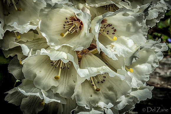 Early Garden Bloomers--7
