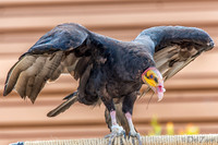 07-20 Yellow Head Hawk--4