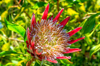 Kula Botanical Gardens