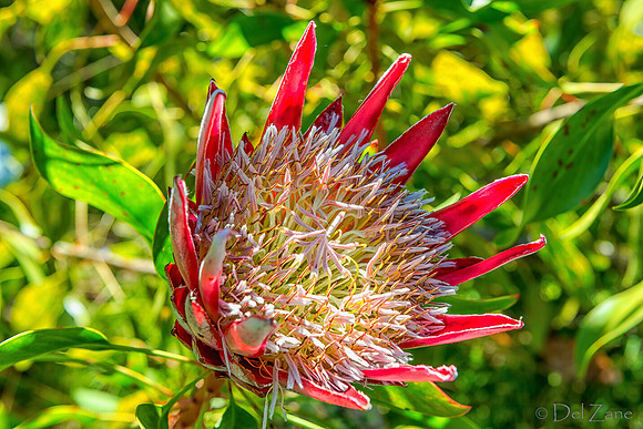 01-23 Kula Botanical Gardens TIFFs-