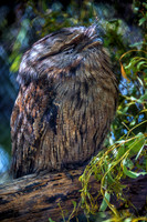 Bonorong Animals--14