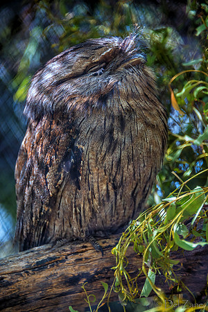Bonorong Animals--14
