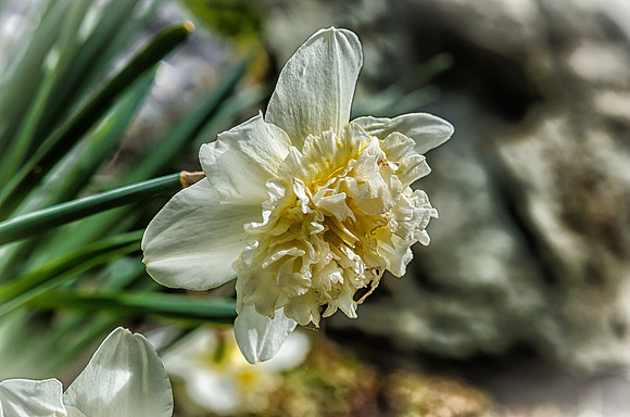 Early Spring Blooms-29