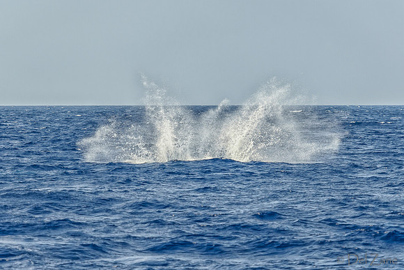 01-28 Whales TIFFS--21