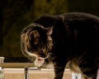 Cats-19