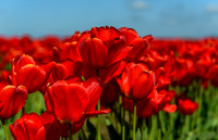04-08 Tulips and Kites TIFFs--5a