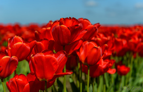 04-08 Tulips and Kites TIFFs--5a