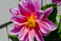 07-13 Dahlias Etc--2