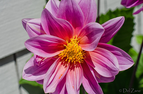 07-13 Dahlias Etc--2