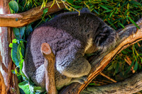 Bonorong Animals--11